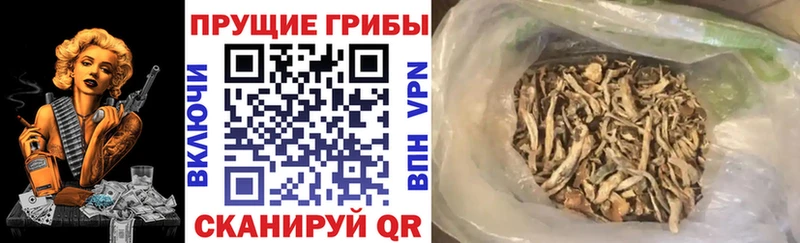 Псилоцибиновые грибы GOLDEN TEACHER  купить  цена  Кумертау 